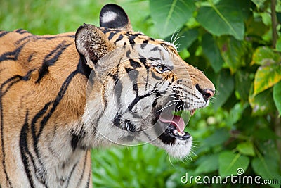 Closeup tiger in the zoo Stock Photo