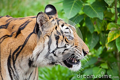 Closeup tiger in the zoo Stock Photo