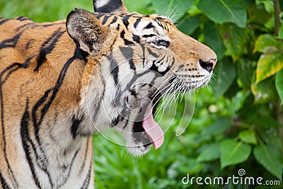 Closeup tiger in the zoo Stock Photo