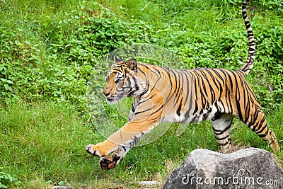 Closeup tiger in the zoo Stock Photo