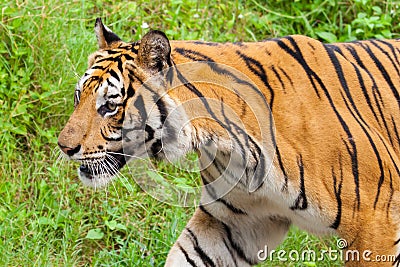 Closeup tiger in the zoo Stock Photo