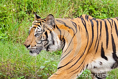 Closeup tiger in the zoo Stock Photo