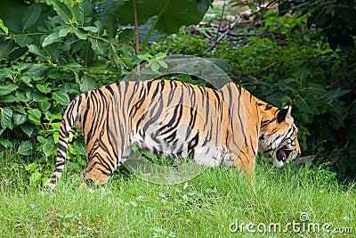 Closeup tiger in the zoo Stock Photo