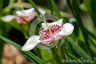A closeup of Tigrida pavonia flower. Stock Photo
