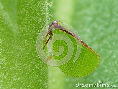 Planthopper On Fuzzy Stem Stock Photo