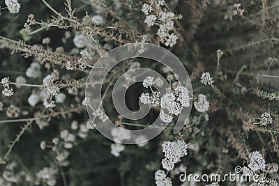 Closeup of tiny white wildflowers Stock Photo