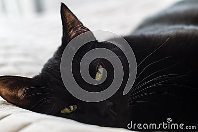 Closeup of tired black haired domestic cat Stock Photo