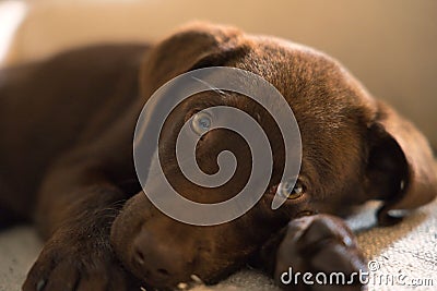 Closeup of a tired brown Labrador laying down indoors Stock Photo