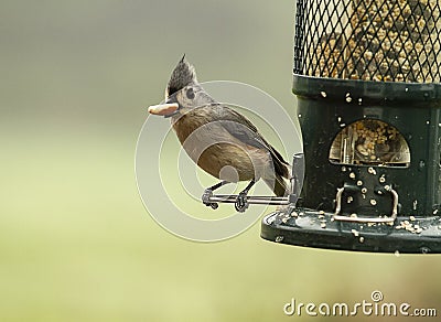 Closeup of Titmouse Feeding at a Bird Feeder Stock Photo