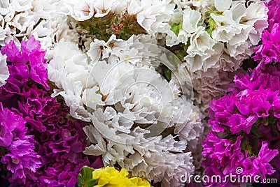 Closeup to Beautiful Colorful Statice Flowers Background Stock Photo