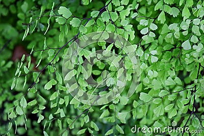 Closeup to a Black Maidenhair fern (Adiantum capillus-veneris) Stock Photo