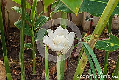 Closeup to Blooming White Torch Ginger/ Etlingera Elatior Jack R.M. Smith Flower Stock Photo