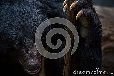 Closeup to face of adult Formosa Black Bear holding wooden stick with the claws Stock Photo