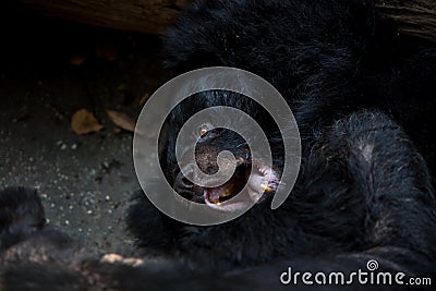 Closeup to the face of an adult Formosa Black Bear lying down on the forest Stock Photo