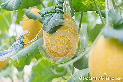 Fresh yelllow melon in greenhouse Stock Photo