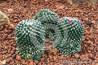 Closeup to Group of Mammillaria Bucareliensis Cactus/ Cactaceae, Succulent and Arid Plant Stock Photo