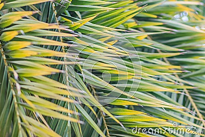 Closeup to leaves of silver date palm or sugar date palm (Phoenix sylvestris). Stock Photo