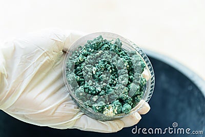 Closeup to Trichoderma harzianum in the hand Editorial Stock Photo