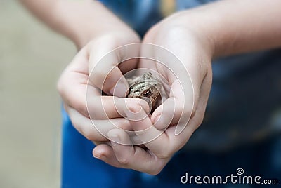 Toad in Boy`s Hands Closeup Stock Photo