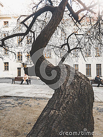 Closeup toned image of curved tree branch without leaves at small park Stock Photo