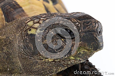Closeup tortoise head Stock Photo