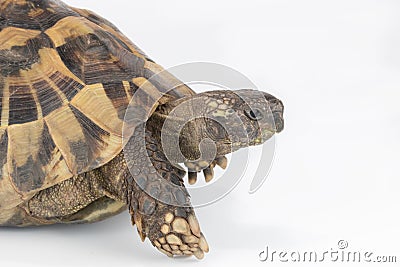 Closeup tortoise head isolated Stock Photo