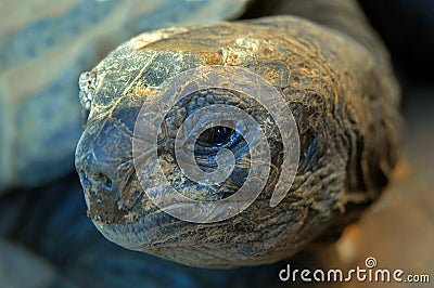 Closeup of Tortoise Stock Photo