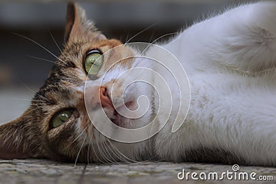 Closeup of a tortoise shell cat laying down on the floor. Stock Photo