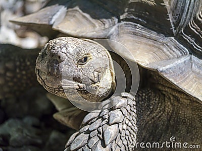 Closeup of tortoise Stock Photo