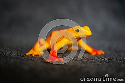 Closeup of a toy figurine of a yellow frog with red stripes Stock Photo