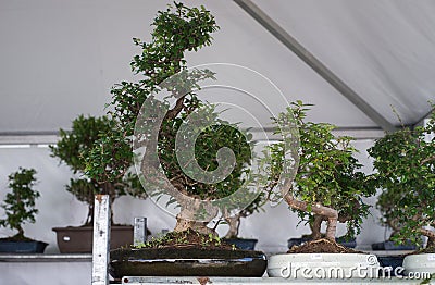 traditional bonsais in a gardening store Stock Photo