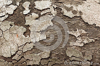 Closeup of Tree Bark Stock Photo