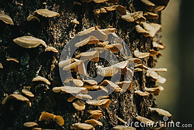 Closeup of a tree bark overgrown with false turkey tail Stock Photo