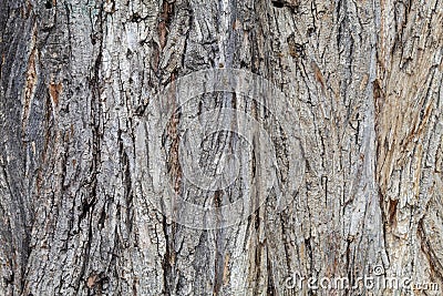 Closeup Embossed Tree Bark Texture For Background or Overlay Stock Photo