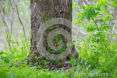 Closeup tree barrel growth in a green forest Stock Photo