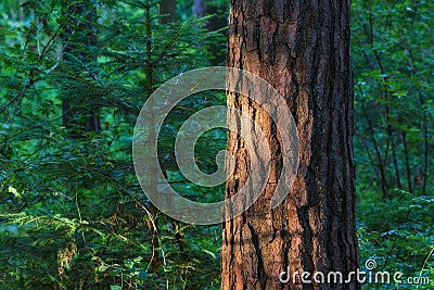 Closeup of a tree stump growing in lush green forest, pine trees growing with nature in harmony. Tranquil silent morning Stock Photo