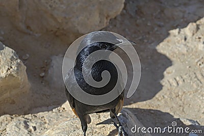 Closeup of Tristram`s Starling at Masada Park in Israel Stock Photo