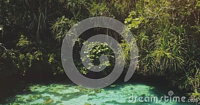 Closeup tropic trees leaves over emerald lake with corals of Weekuri attraction, Sumba Island Stock Photo