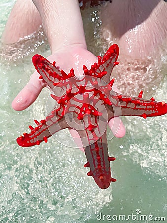 Closeup of a tropical marine creature, Zanzibar. musky hands hold a red starfish Stock Photo