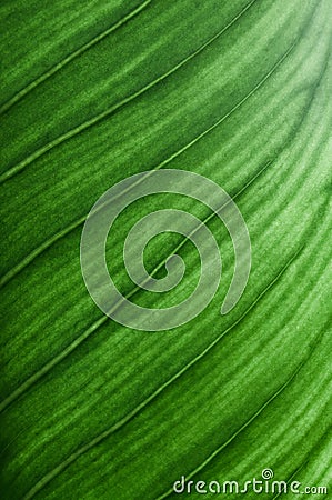 Closeup tropical,palm leaf,green leaves on dark background.Illustration tropical exotic leaf for wallpaper vintage Hawaii style pa Stock Photo