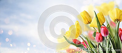 Closeup of tulip bouquet in garden with bokeh background. Creative spring flower bud frame. Easter, mother`s day and seasonal Stock Photo