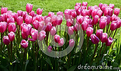 Closeup of tulips in the garden in Amsterdam, Netherlands Stock Photo