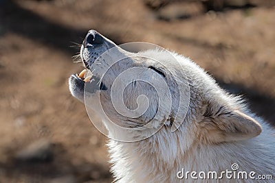 A closeup of a tundra wolf howling with her eyes closed Stock Photo