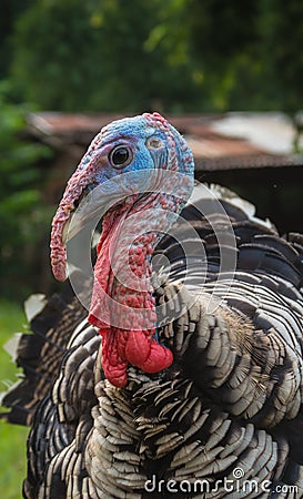 Closeup turkey face Stock Photo