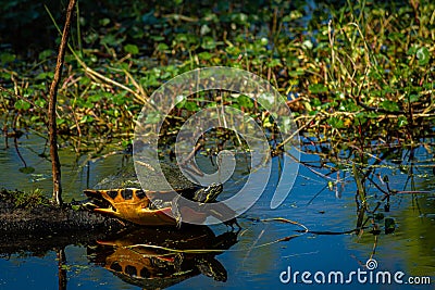 Closeup of a turtle trying to get into the water surrounded by green plants Stock Photo