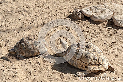 Closeup of turtles on the sand in Dubai Safari Park (Dubai Zoo) Editorial Stock Photo