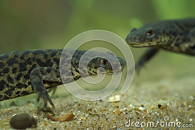 Closeup on two endangered African Algerian ribbed newt, Pleurodeles nebulosus Stock Photo