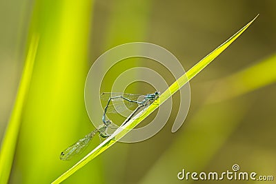 Closeup of two common bluetail Ischnura elegans damselflies mating wheel or heart Stock Photo