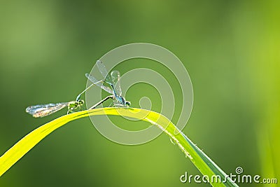 Closeup of two common bluetail Ischnura elegans damselflies mating wheel or heart Stock Photo