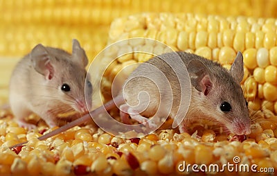 Closeup two curious young gray mouse sneak in the corn barn. Stock Photo